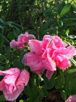 Photo by nicoさん@GreenSnap