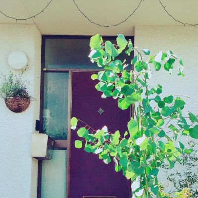 Photo by saeさん@GreenSnap