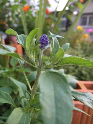 Photo by くみさん@GreenSnap