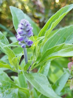 Photo by mioさん@GreenSnap