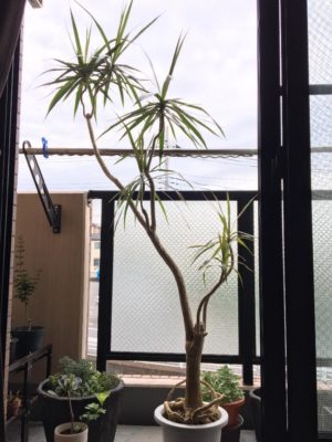 水やりが難しい ドラセナ コンシンネの育て方 Greensnap グリーンスナップ 水やりが難しい ドラセナ コンシンネの育て方 Greensnap グリーンスナップ