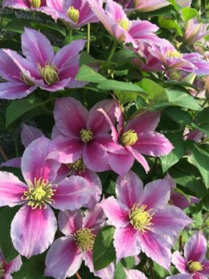 Photo by 倉田 真理子さん@GreenSnap