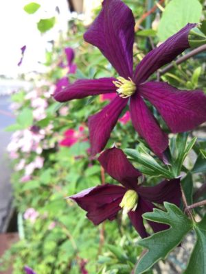 Photo by 倉田 真理子さん@GreenSnap