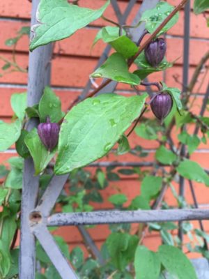 Photo by もなこ2さん@GreenSnap