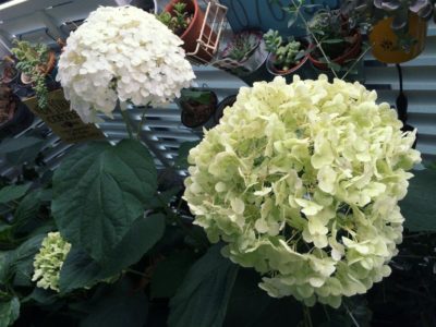 Photo by コウちゃまさん@GreenSnap