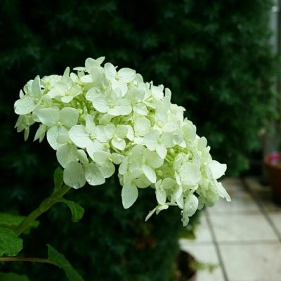 Photo by kyujaさん@GreenSnap 