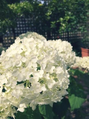 Photo by miさん@GreenSnap