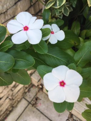 Photo by かちえもんさん@GreenSnap