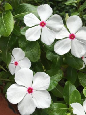 Photo by ERImothさん@GreenSnap