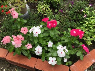 Photo by ERImothさん@GreenSnap