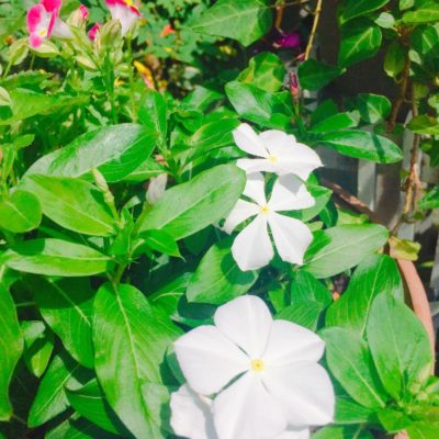 Photo by ちょこさん@GreenSnap