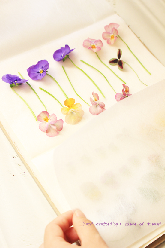 a_piece_of_dream2-170128-ふ