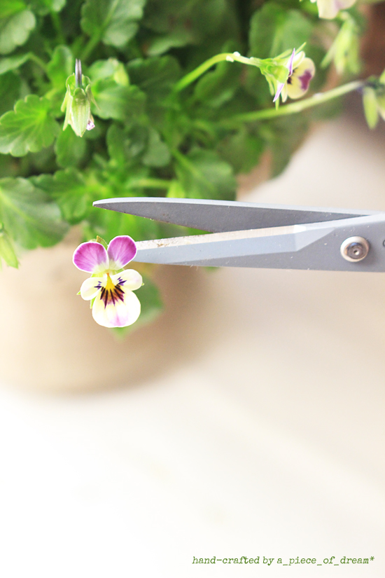 a_piece_of_dream20170128-３