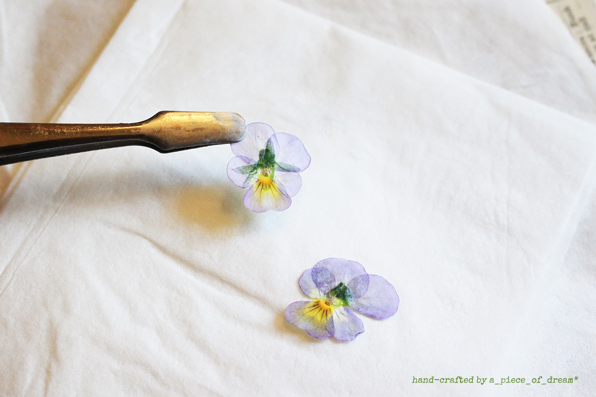 a_piece_of_dream20170128-７