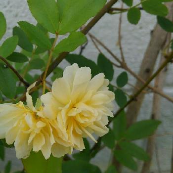 Photo by pieni_sayaさん