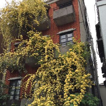 Photo by ペロンチョさん