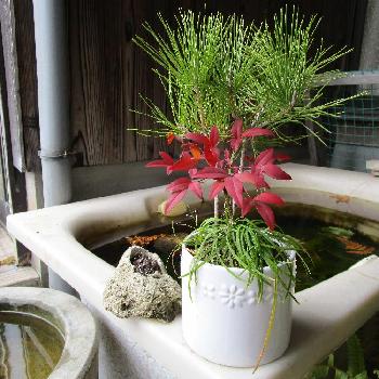 Photo by 盆栽やすさん