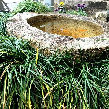 Photo by みにぃぃさん