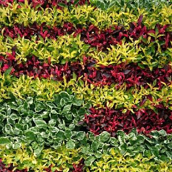 Photo by ミッドナイトさん