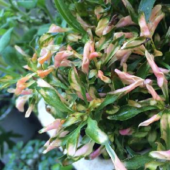 Photo by hiromiさん