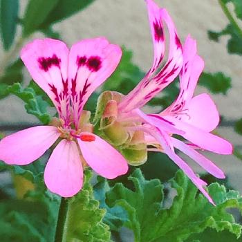 Photo by galaxyさん