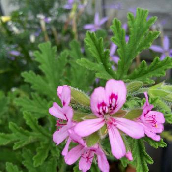 Photo by dahliaさん