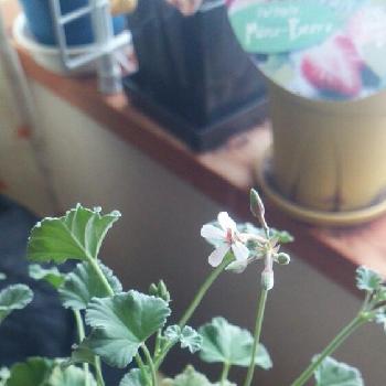 Photo by ☆ょこ★さん