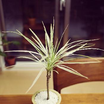 Photo by rintouさん