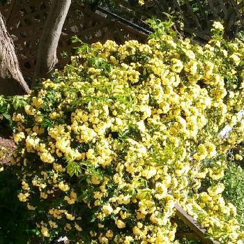 Photo by はなはなさん