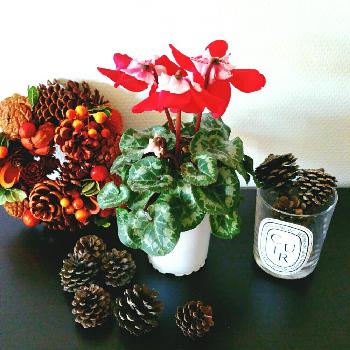 Photo by toshiさん