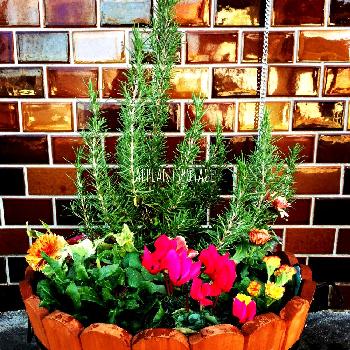 Photo by applantspotageさん