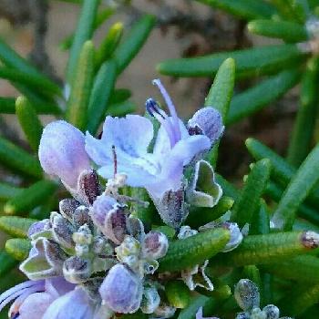 Photo by clearさん