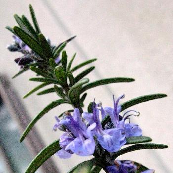 Photo by ちびさん