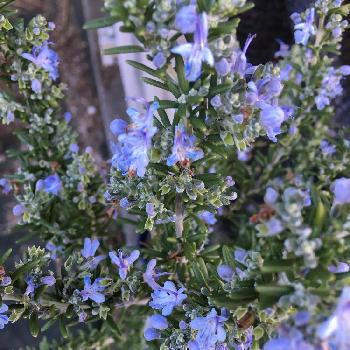 Photo by Métis (旧まゆみ）さん