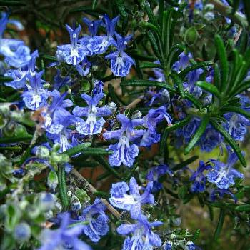 Photo by SAkUTOMOさん