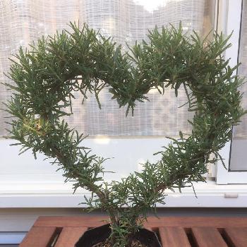 Photo by 辛子種シュウさん