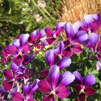 Photo by はろはろにゃんこさん