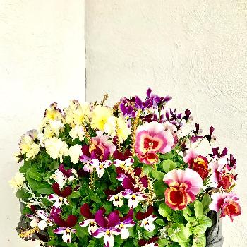 Photo by ちらこさん