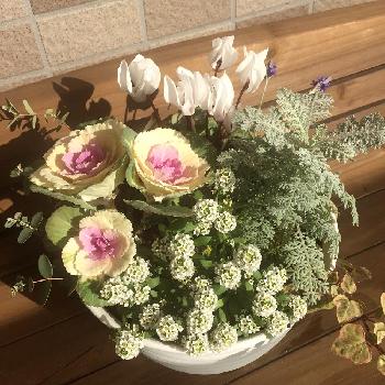 Photo by karintoeさん