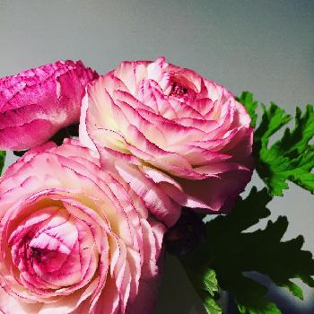 Photo by yokoヽ(*´∀｀*)ノ さん