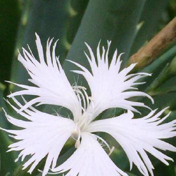 Photo by マモサンさん