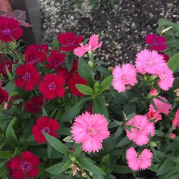 Photo by のんたんさん