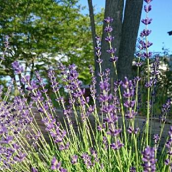 Photo by miariさん