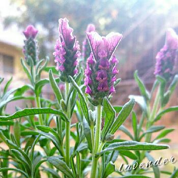 Photo by みんとぐりーんさん