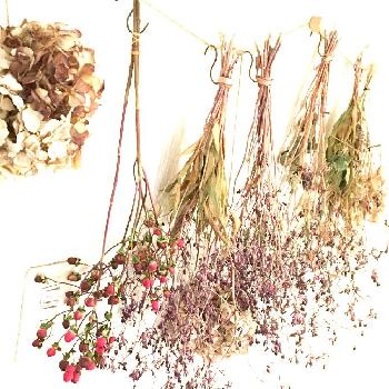 Photo by kiimiさん