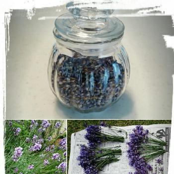 Photo by pradoさん