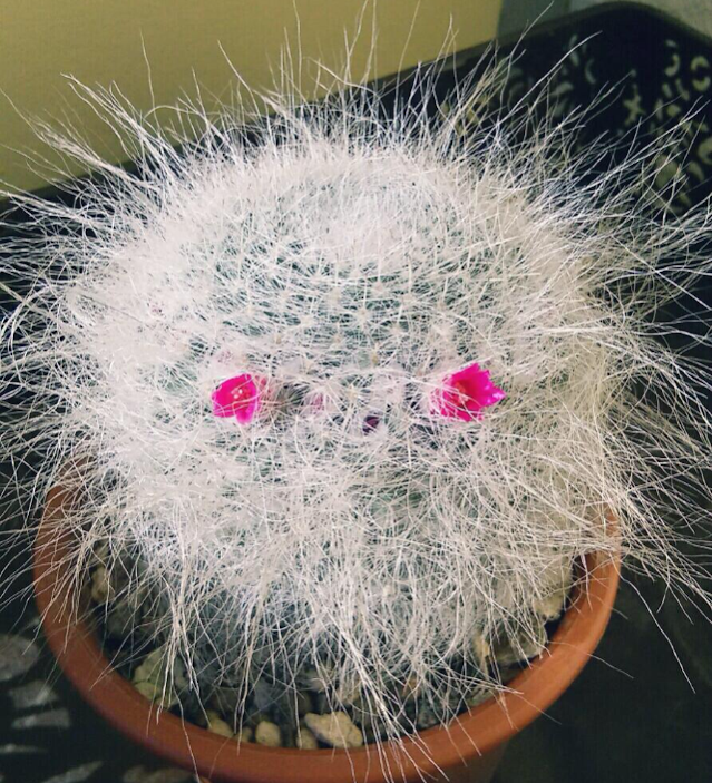 玉翁の画像 by えみちんさん｜サボテン玉翁と冬を楽しむと冬に負けない！ (2016月1月26日)｜みどりでつながる?GreenSnap