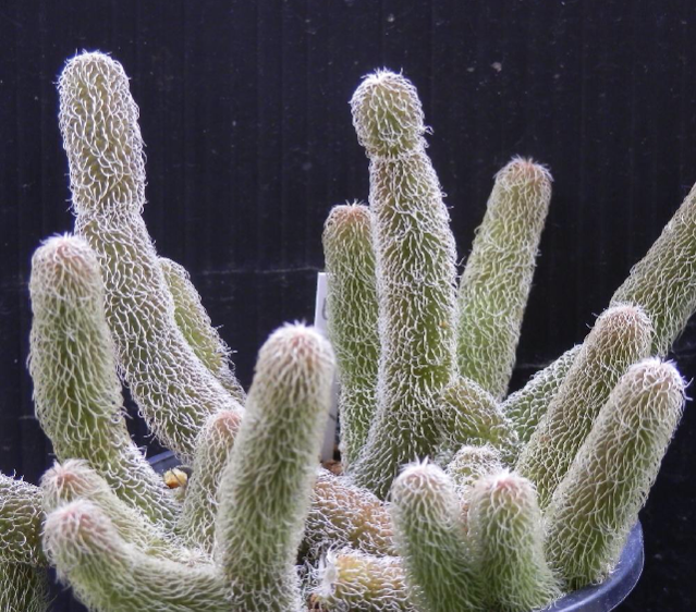 ピロサスの画像 by Tenさん｜スタペリアンサスと多肉植物 (2014月12月15日)｜みどりでつながる?GreenSnap