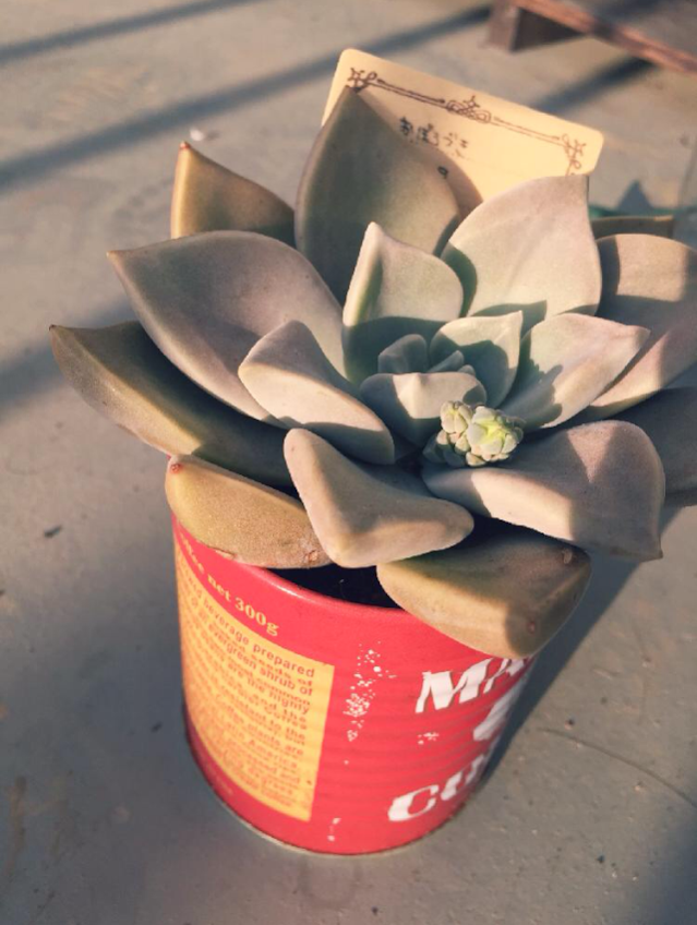 朧月の画像 by ゆうちんさん｜多肉植物と冬に負けない！と今日の一枚と成長記録と朝日 (2015月12月10日)｜みどりでつながる?GreenSnap