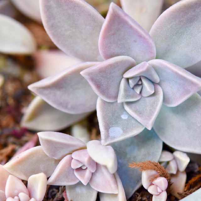 朧月の画像 by ekko.yさん｜多肉植物と軒下 (2015月12月30日)｜みどりでつながる?GreenSnap